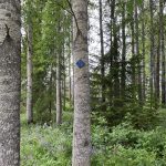 Kärsämäen ekouteria