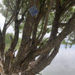 Pyhäjärven ekouteria