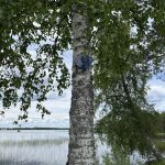 Pyhännän ekouteria