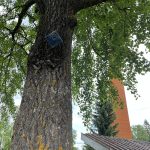 Ylivieskan ekouteria