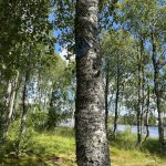 Kuusamon ekouteria