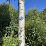 Lumijoen ekouteria
