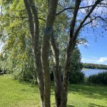 Oulun ekouteria