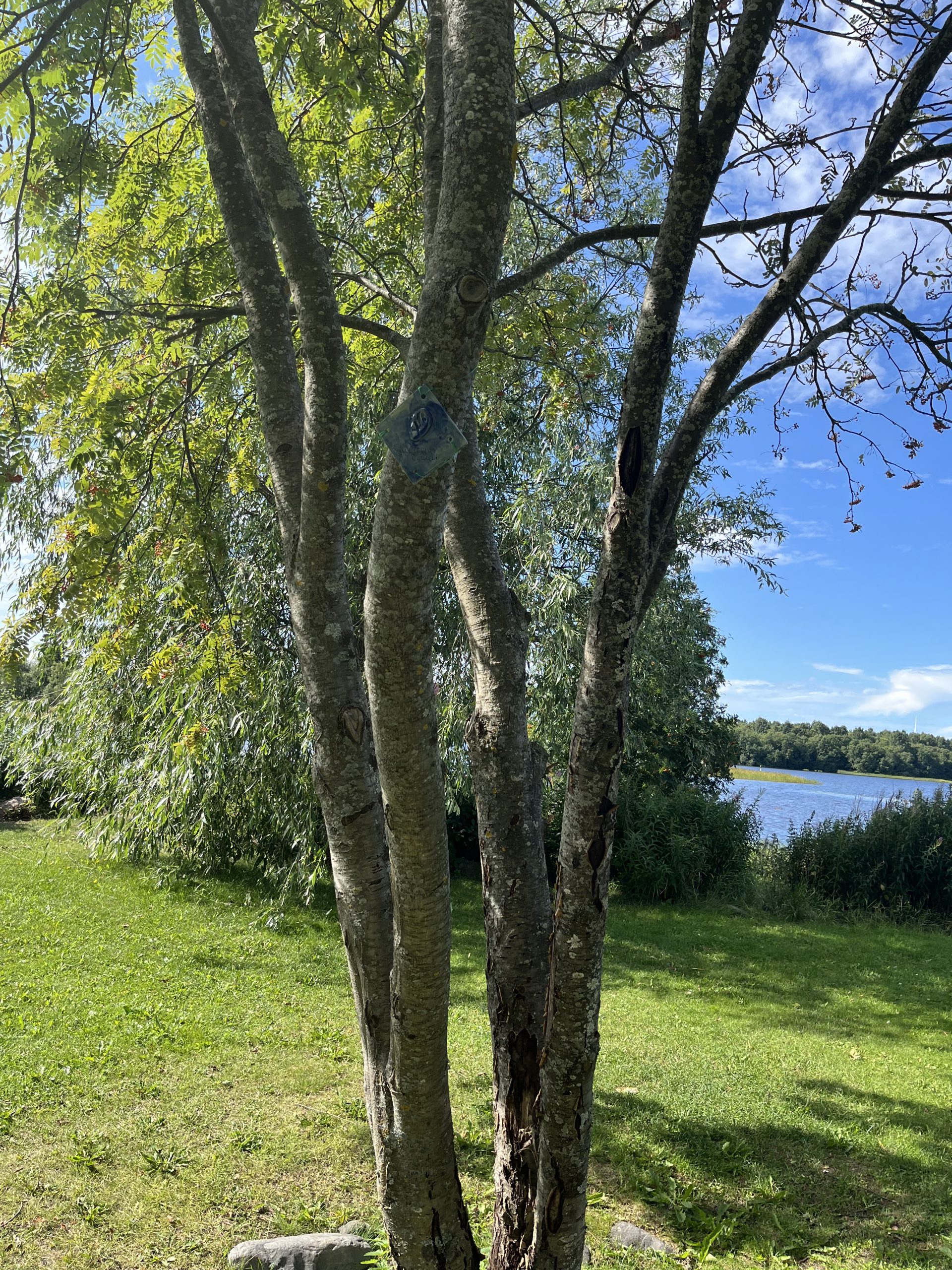 Oulun ekouteria