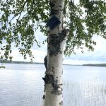 Sotkamon ekouteria