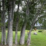 Suomussalmen ekouteria